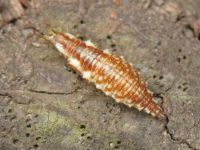 Chrysopidae
