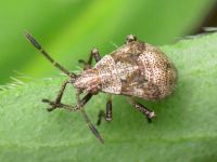 Rhopalidae