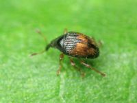 Nanophyes marmoratus