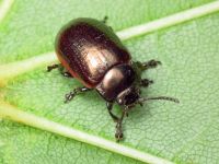 Chrysolina marginata