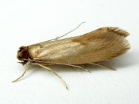 Tineola bisselliella