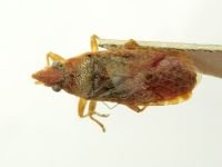 Orsillus maculatus