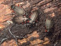 Carabus (Carabus) granulatus