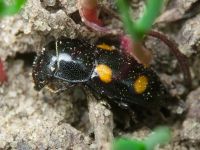 Glischrochilus (Librodor) hortensis