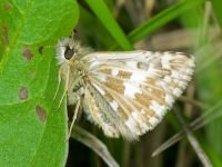 Pyrgus malvae