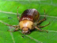 Rhizotrogus aestivus