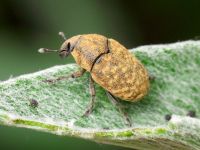 Larinus minutus
