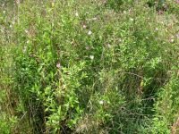 Epilobium