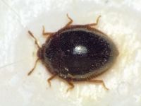 Agaricophilus reflexus