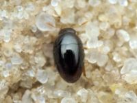 Phalacridae