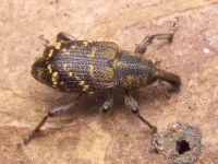 Hylobius abietis