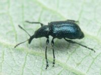 Rhynchitinae