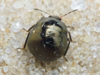 Coptosoma scutellatum