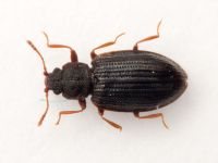 Latridius