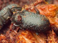 Bolitophagus reticulatus