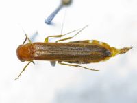 Hylecoetus dermestoides