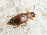 Anthobium atrocephalum