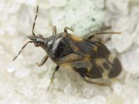 Anthocoridae