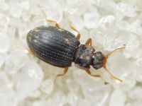 Latridius