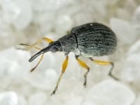 Eutrichapion viciae