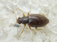 Melanophthalma