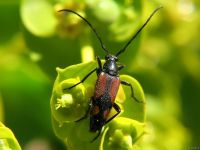 Stenurella bifasciata