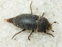 Dermestes (Dermestinus) laniarius