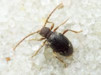 Ptinus rufipes