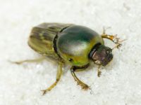 Euoniticellus fulvus