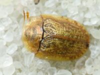 Hypocassida cornea