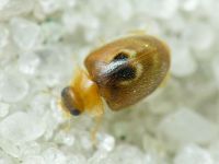 Clitostethus arcuatus