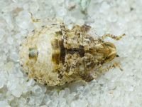 Dyroderes umbraculatus