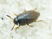 Ptomaphagus sericatus