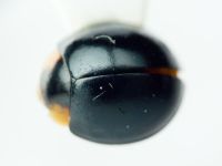 Coccinellidae