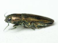 Sphenoptera