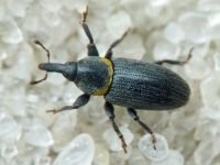 Mecinus collaris