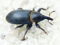 Mecinus collaris