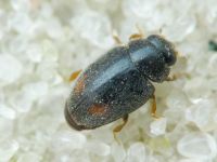 Scymniscus horioni