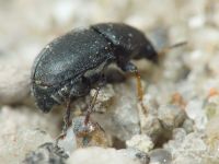 Bruchela suturalis