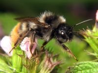 Bombus lapidarius