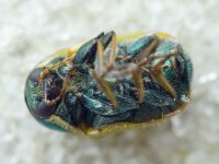 Cryptocephalus (Cryptocephalus) laetus