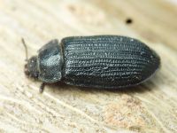 Grynocharis oblonga