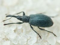 Stenopterapion (Stenopterapion) meliloti
