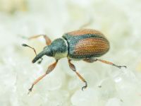Gymnetron veronicae