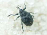 Ceutorhynchus puncticollis