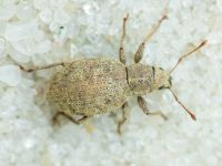 Curculionidae