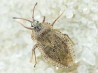 Tingis (Tropidocheila) reticulata