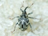 Microplontus triangulum