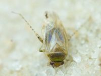 Campylomma verbasci