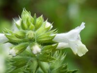 Stachys recta